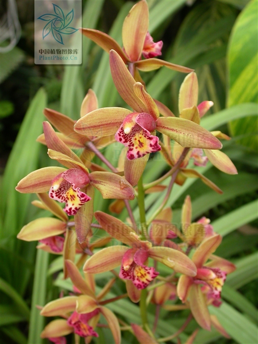  p>多花兰(学名:cymbidium floribundum)是 a target="_blank" href="