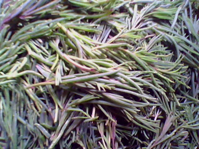  p data-id="gnwptcnc5h">皇席菜,别称黄蓿菜,黄须菜,黄茎菜,皇食菜