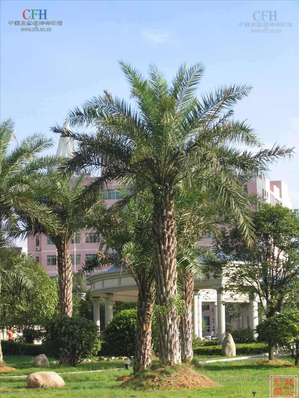  p>海枣(学名: i>phoenix dactylifera /i>  l.