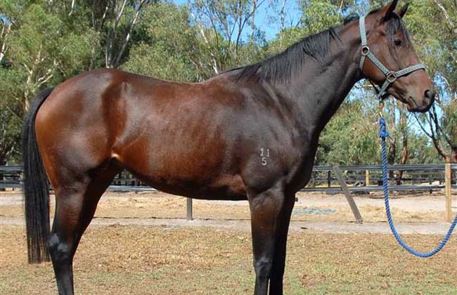  p data-id="gnbky30b92">三河马,中国内蒙古呼伦贝尔市海拉尔区特产