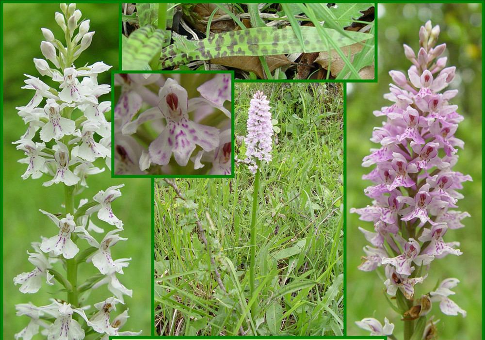 orchis fuchsii druce
