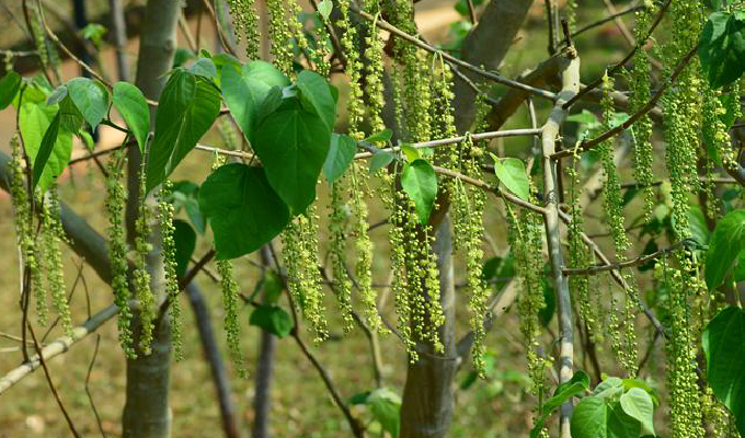  p>滑桃树属(学名: i>trewia /i> l.