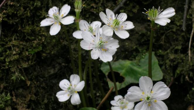 asteropyrum cavaleriei