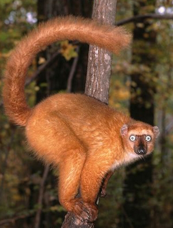  p>蓝眼黑美狐猴(学名: i>eulemur flavifrons /i>):曾经是 a href="
