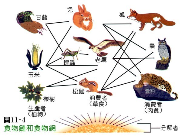  p>捕食食物链是指以植食动物吃植物的活体开始的食物链,又称 a