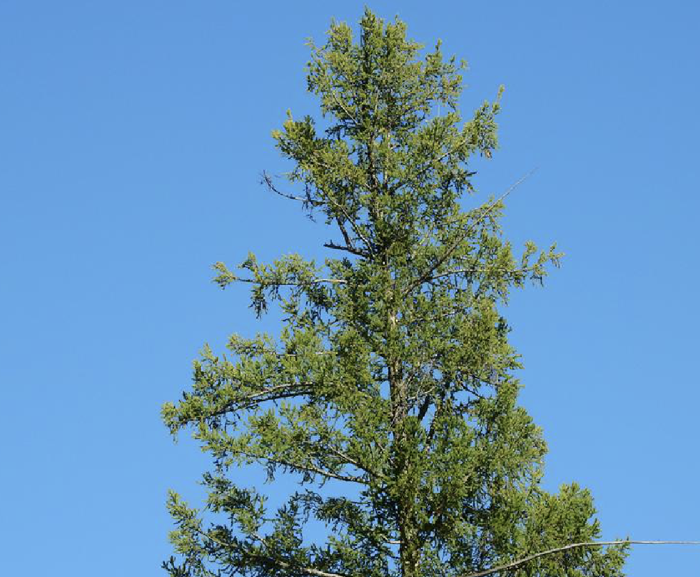  p>新疆落叶松(学名: i>larix sibirica  /i>ledeb.