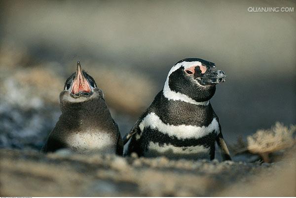 spheniscus magellanicus