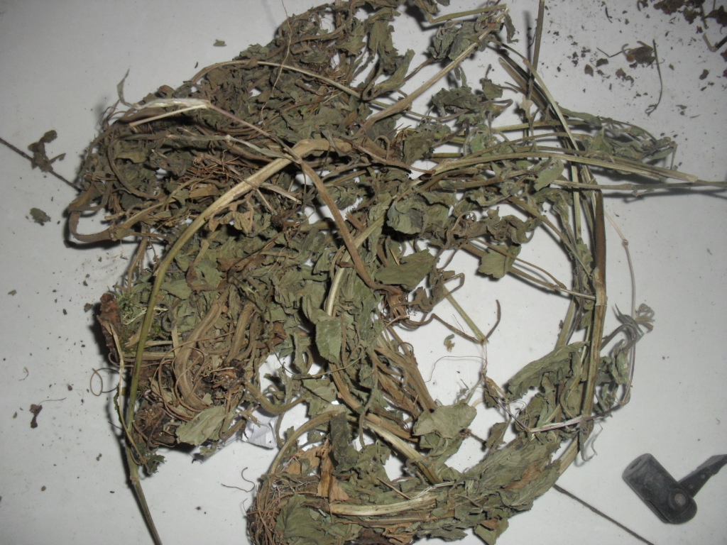 红心草