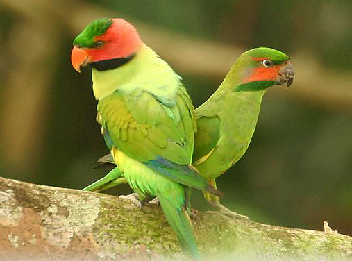  p>长尾鹦鹉纳土纳群岛亚种(学名: i>psittacula longicauda de