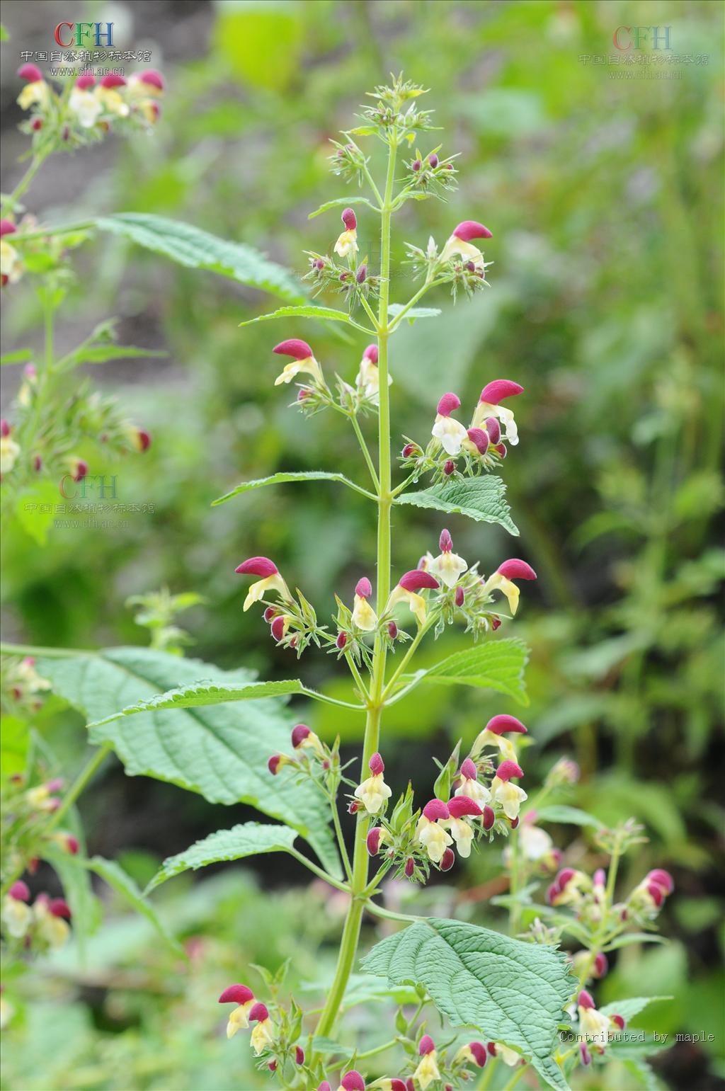 为唇形科植物冠唇花 i>microtoenainsuavis /i>(hance)prainexdunn的