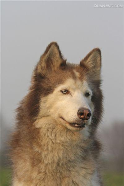 西伯利亚雪橇犬