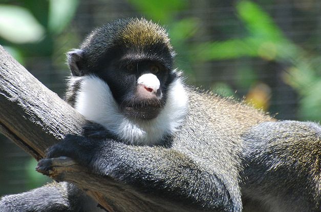  p>小白鼻长尾猴是 a href="#" data-lemmaid="1970902">猴科 /a>, a