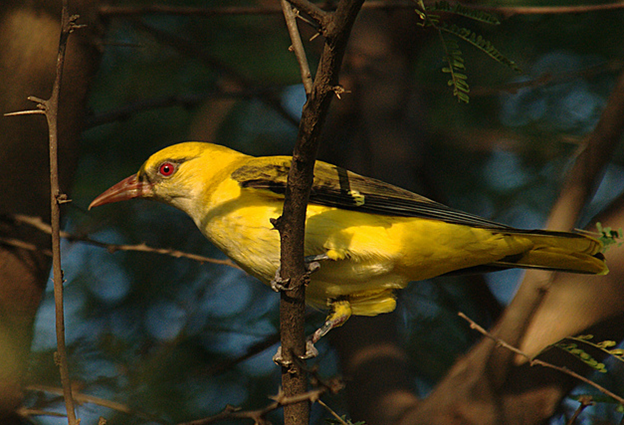 eurasian golden-oriole