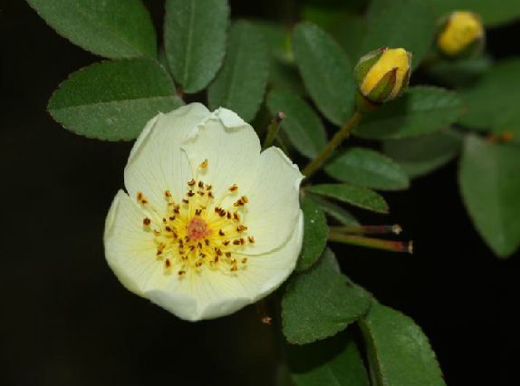 坚硬,小叶3-5,叶片椭圆状卵形或长圆披针形,花白色,单瓣