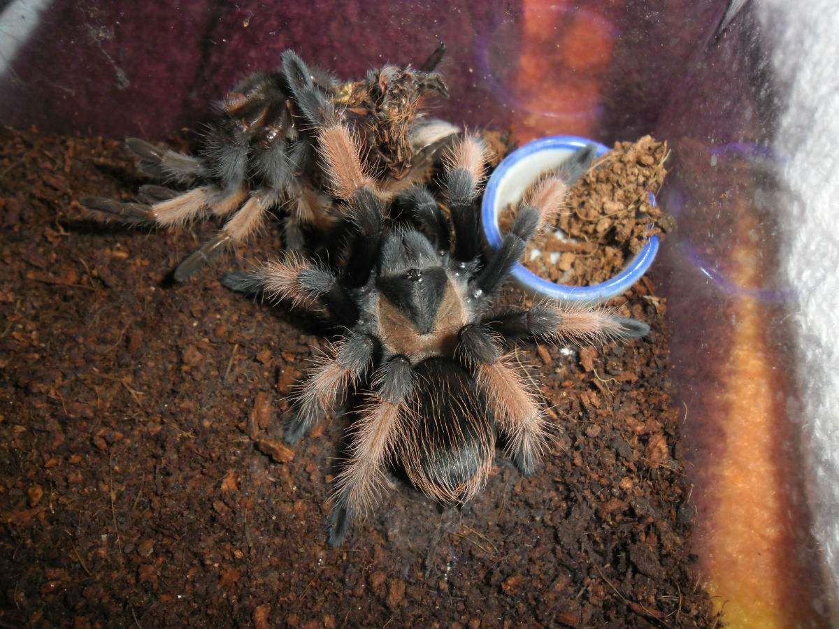  p>墨西哥红脚蜘蛛(拉丁学名:brachypelma emilia)原产于墨西哥的干燥