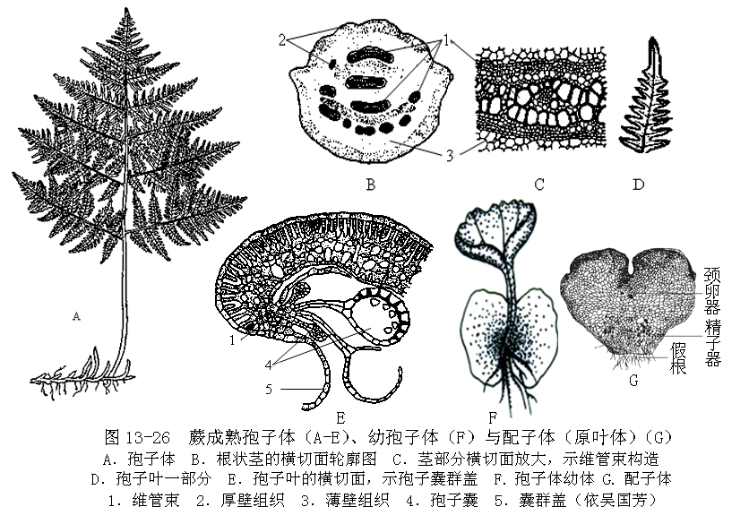  p>孢子果(sporocarp) 某些水生或湿生 a href="#" data-lemmaid="