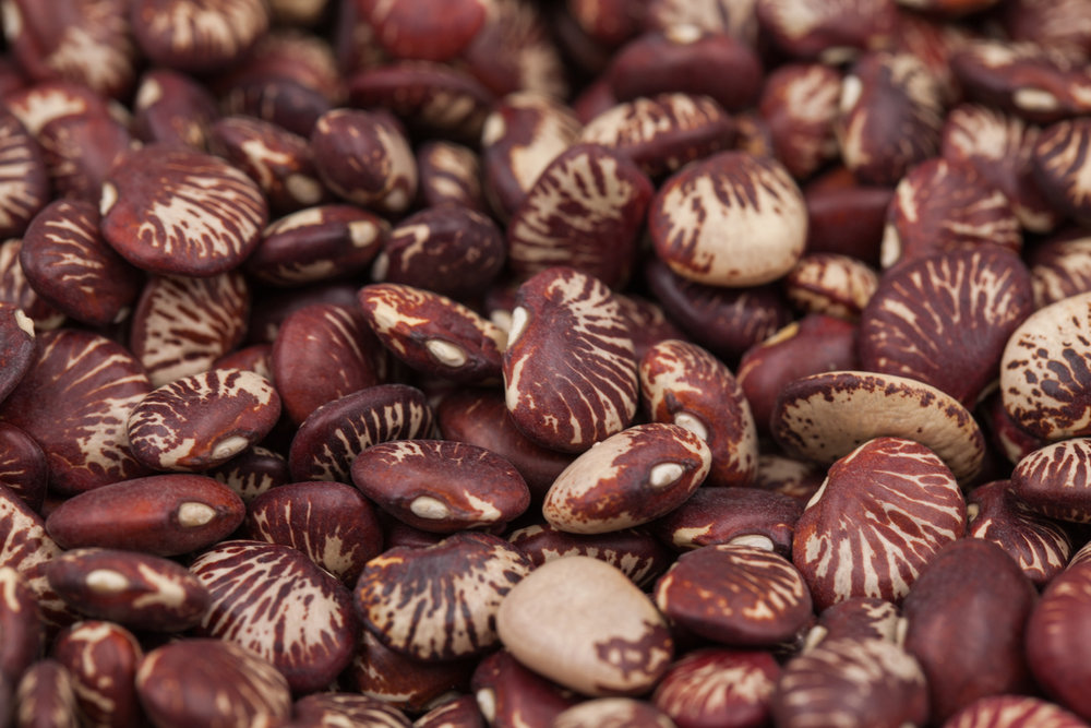  p>荷包豆(学名: i>phaseolus coccineus /i> linn.