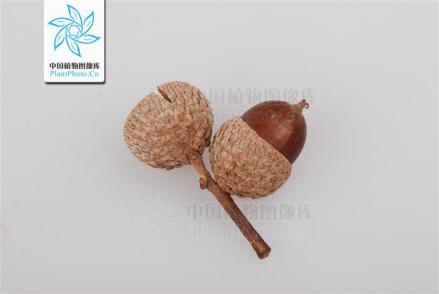 栎属_百度百科