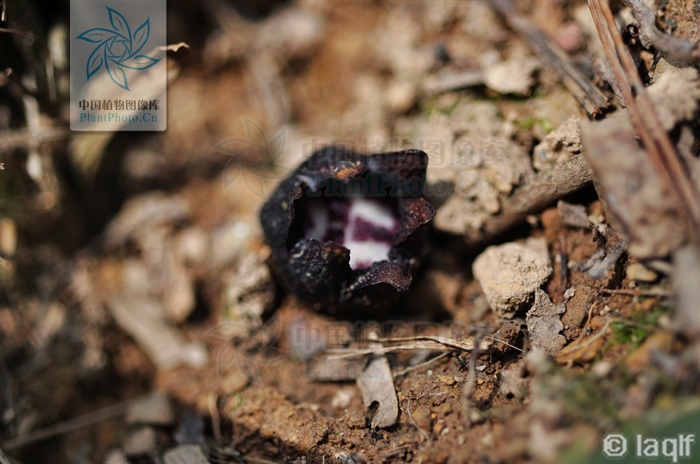  p>丛生蜘蛛抱蛋 i>(学名:aspidistra caespitosa /i>c.