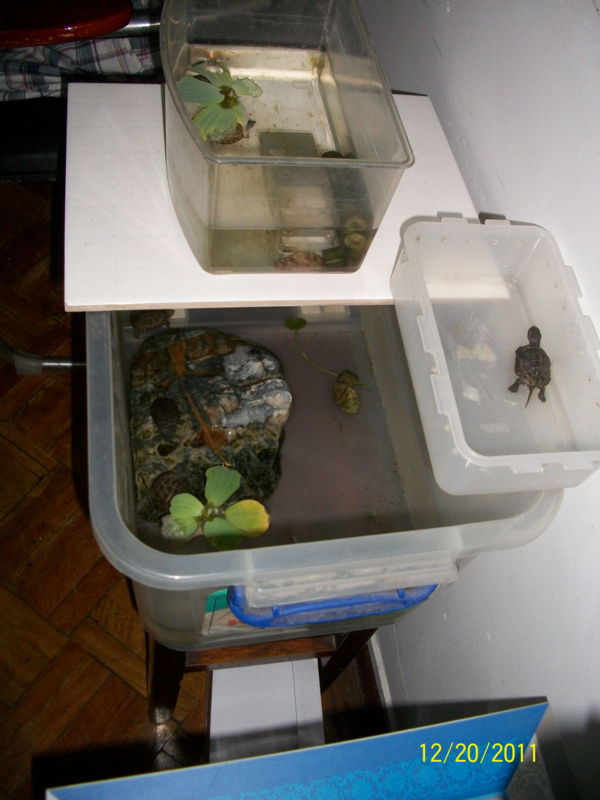 分 类:  a href="#" data-lemmaid="2758654">潮龟科 /a> 欧亚 a href