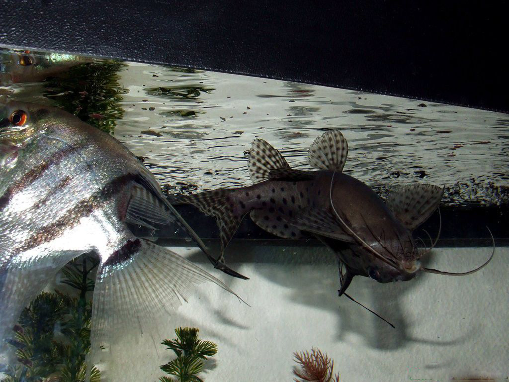 属于鲶形目,倒立鲶科(mochokidae),是一种非常奇怪的热带观赏鱼.