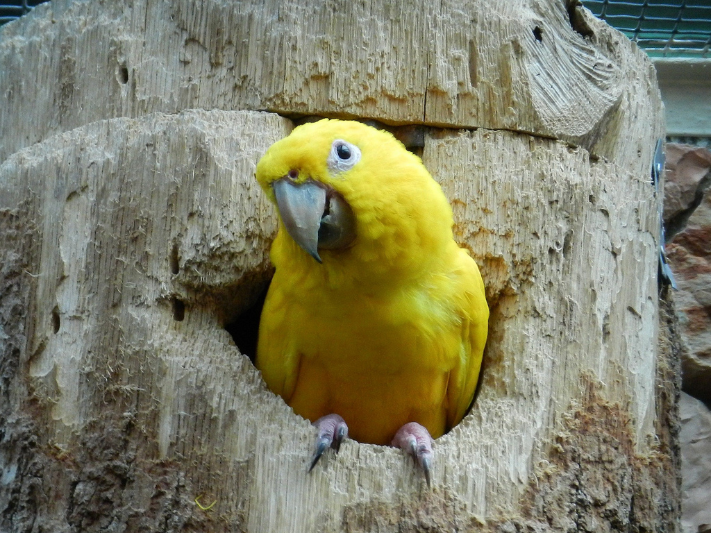 " data-lemmaid="15311">红楼梦 /a>》中第三十五回出现了一只鹦鹉,是