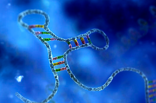 micro rna