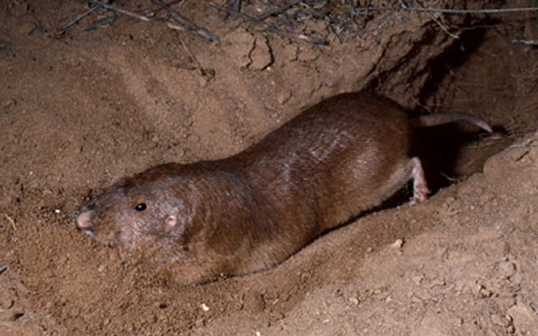  p>平原囊鼠密苏里州亚种(学名: i>geomys bursarius missouriensis 