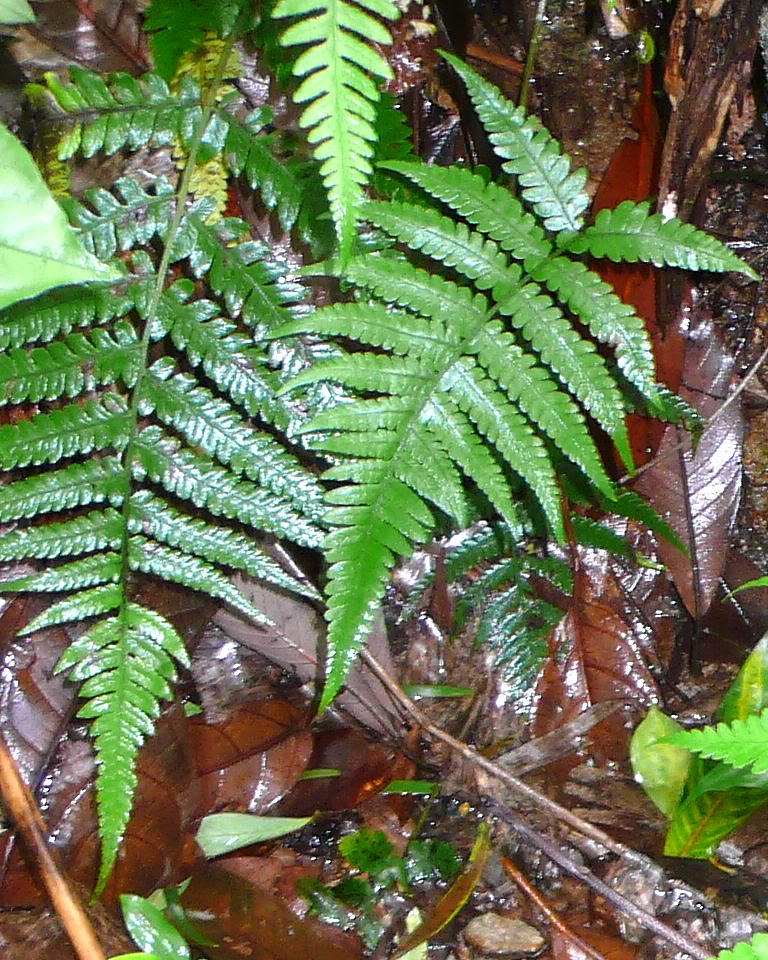  p data-id="gnvev817p4">宝兴冷蕨( i>cysto