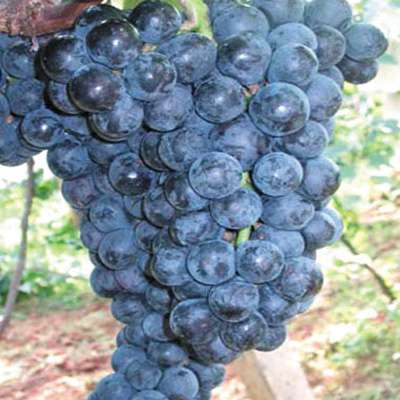  p data-id="gnaqbiikh0">黑蜜葡萄属于欧美杂交种, a target="_blank