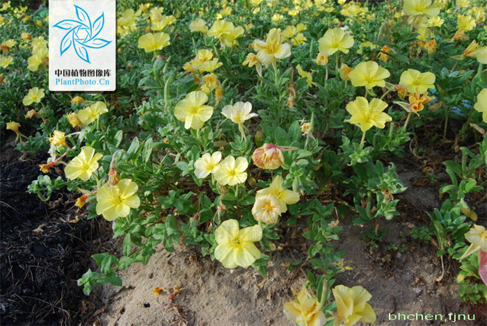  p>海边月见草(学名:oenothera drummondii hook.