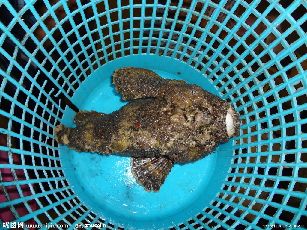  p>石头鱼是自然界中毒性很强的一种鱼,它的"致命一刺"被描述为给予