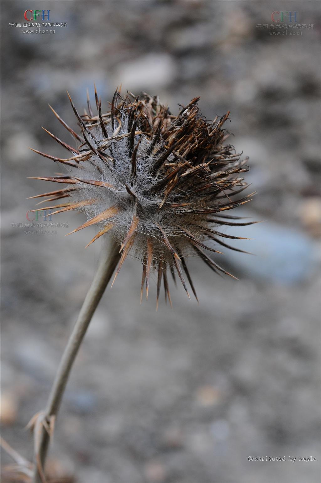  p>毛苞刺头菊( a href="#" data-lemmaid="8074290">学名 /a>:cousin