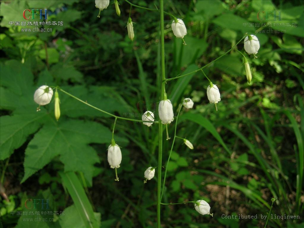  p>狭叶沙参〔拉丁学名: i>adenophora gmelinii /i> (spreng.