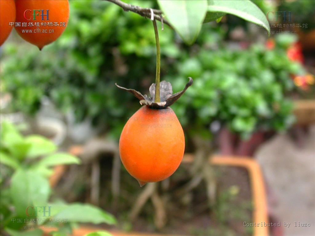  p>乌柿(学名: i>diospyros cathayensis  /i> steward.