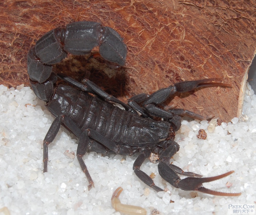 "9640048">神经毒素 /a>,号称世界第三毒蝎子(第二毒为希腊齿钳蝎odon