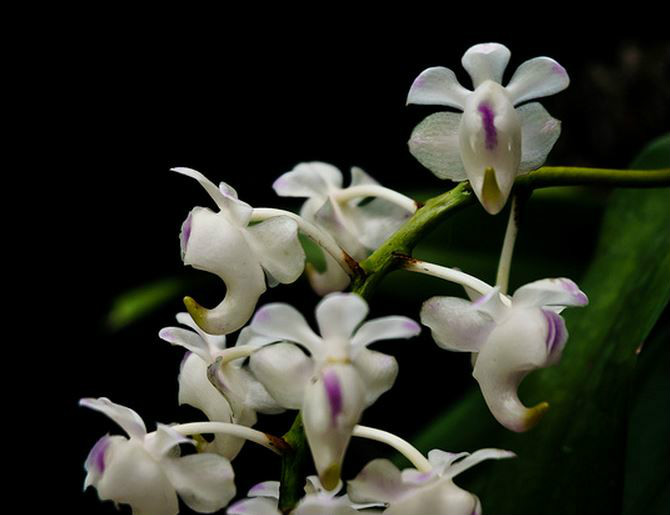  p>香花指甲兰(学名: i>aerides odorata /i> lour.):茎粗壮.