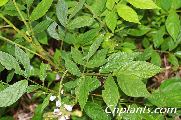 羽叶长柄山蚂蝗