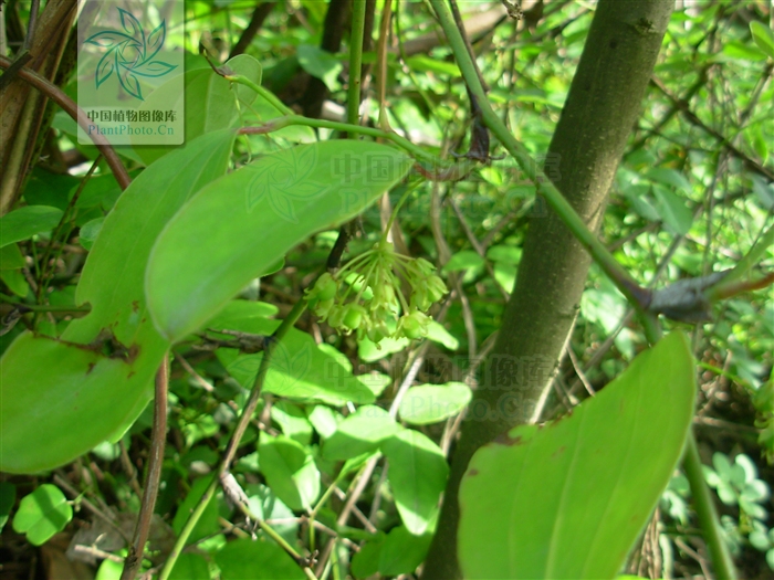 "#" data-lemmaid="1757999">菝葜属 /a>攀援灌木植物,具粗短的根状茎