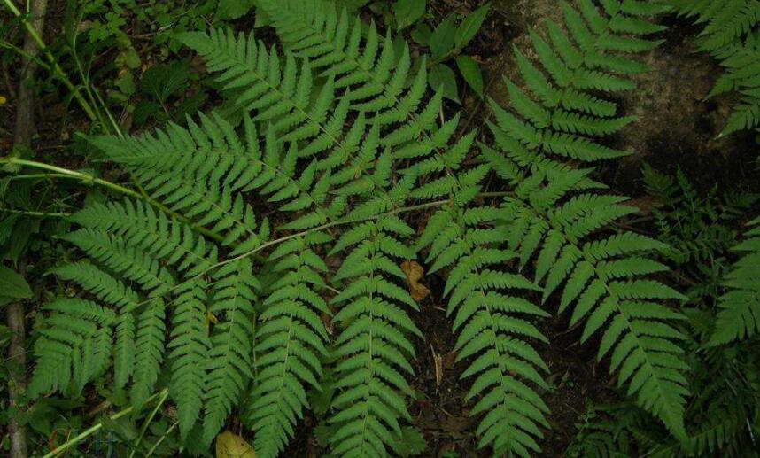  p>鱼鳞蕨植株高常1m以上.