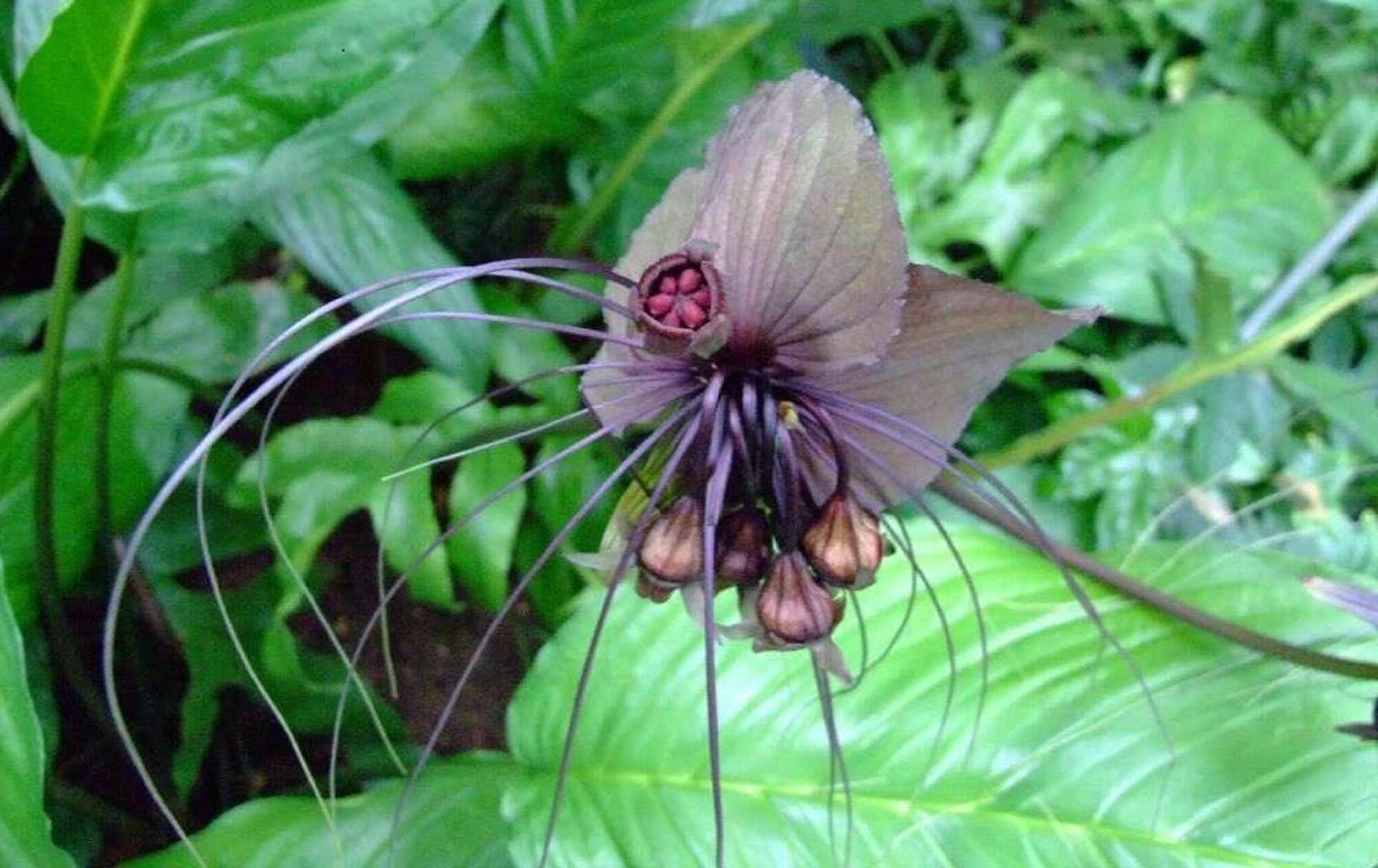  p>箭根薯(学名: i>tacca chantrieri /i> andre)是蒟蒻薯科蒟蒻薯属