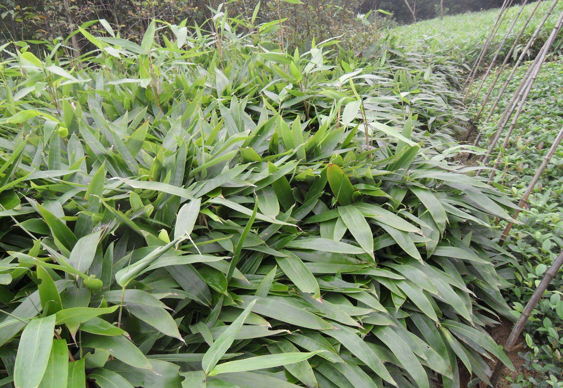  p>柔毛箬竹,箬竹属,禾本科,分布于印度,斯里兰卡以及菲律宾等地.