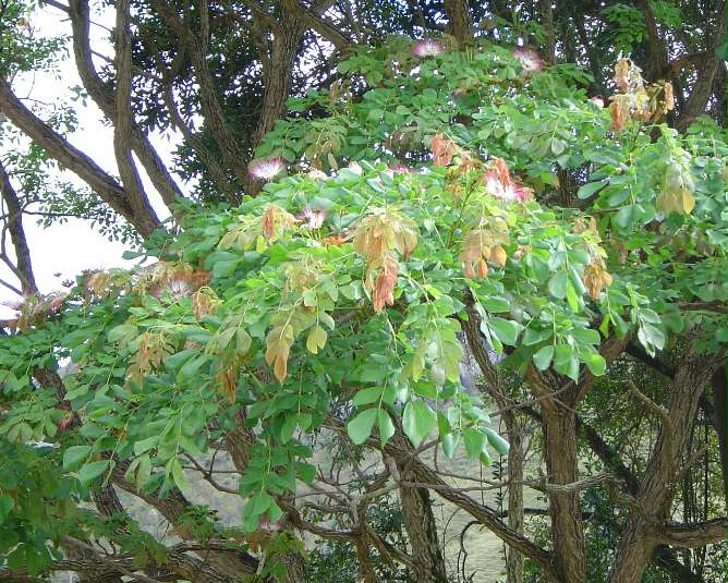  p>雨树属,含羞草科植物.