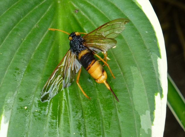  p>泰加大树蜂, i>urocerus gigas taiganus /i>