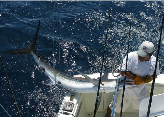 金海国际游艇会