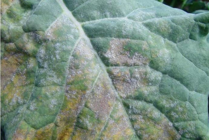  p>花椰菜花叶病毒科的 a target="_blank" href="/item/病毒">病毒 