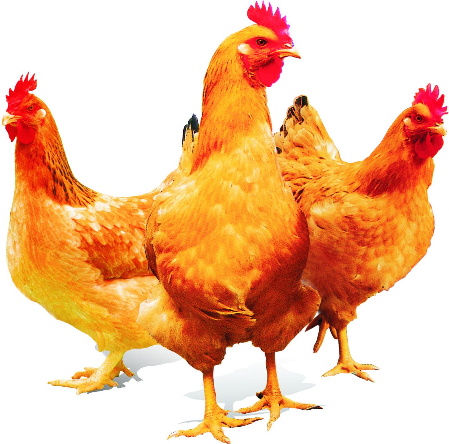  p>如皋黄鸡,江苏省 a href="#" data-lemmaid="2587789">如皋市 /a>