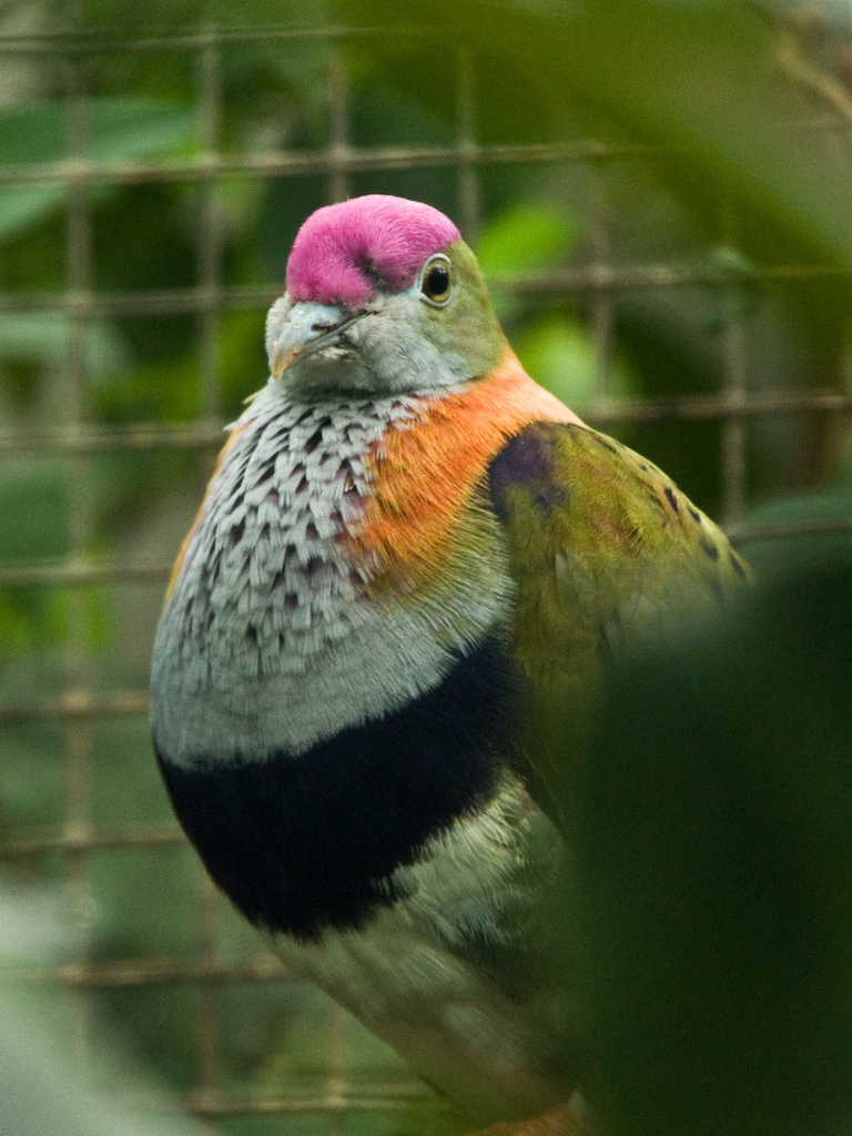  p>华丽果鸠是 a target="_blank" href="/item/鸟纲/1194548" data