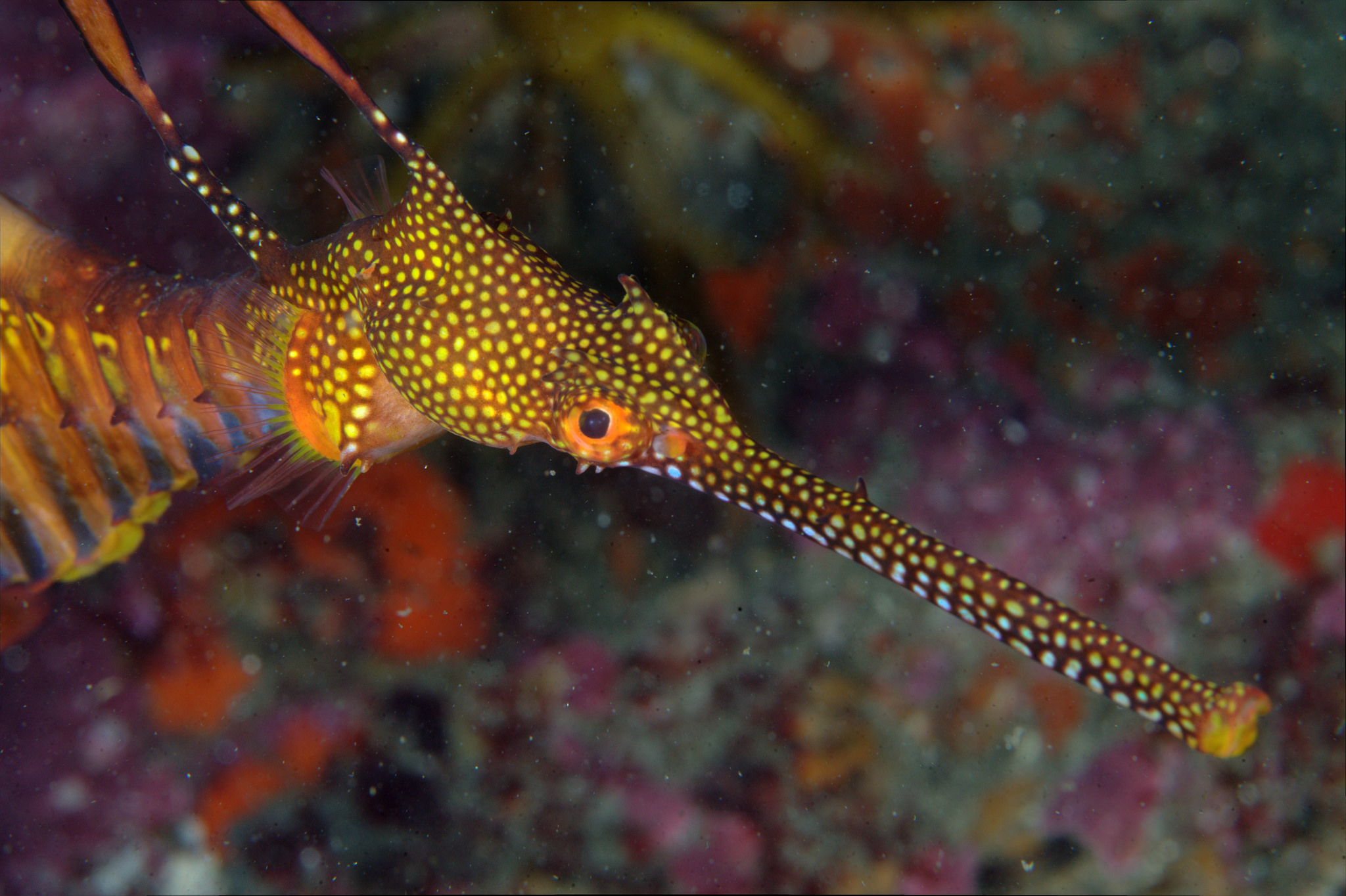  p>草海龙(学名: i>phyllopteryx taeniolatus /i>),是海龙科,叶海马