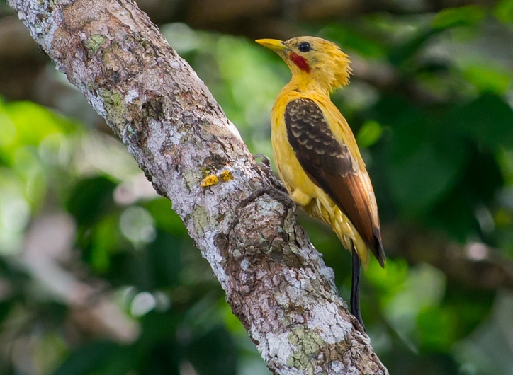  p>乳白啄木鸟(学名: i>celeus flavus /i>):体长26厘米,体重95-130克